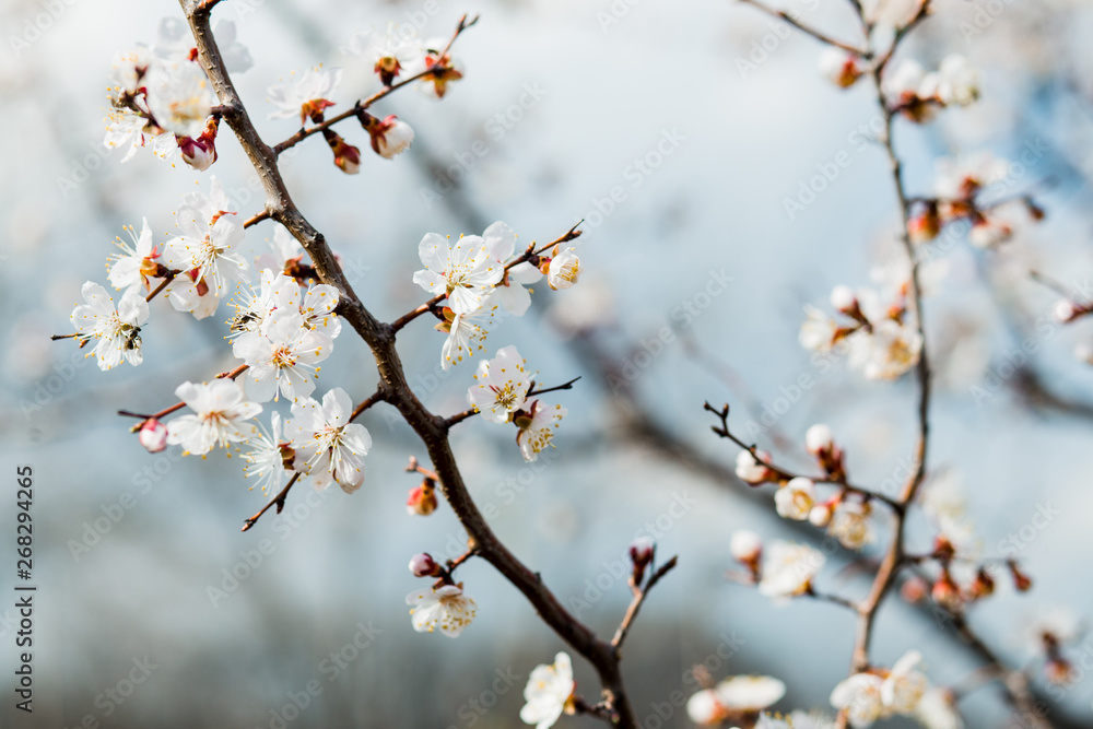 Beautiful flowering apricot tree in spring time Beautiful flowering apricot tree in spring time