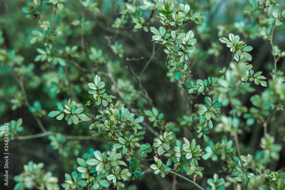 small green leaves of the Bush on nature background small green leaves of the Bush on nature background