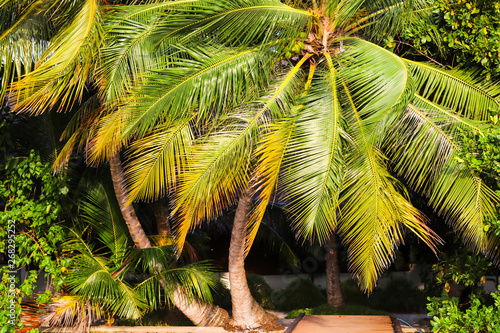 palm trees with leafy leaves in the wind  