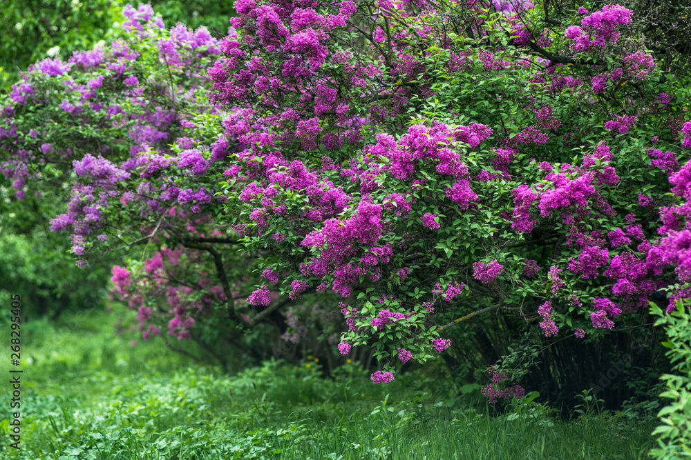 Spring branch of white blooming lilac in Central Park Spring branch of white blooming lilac in Central Park