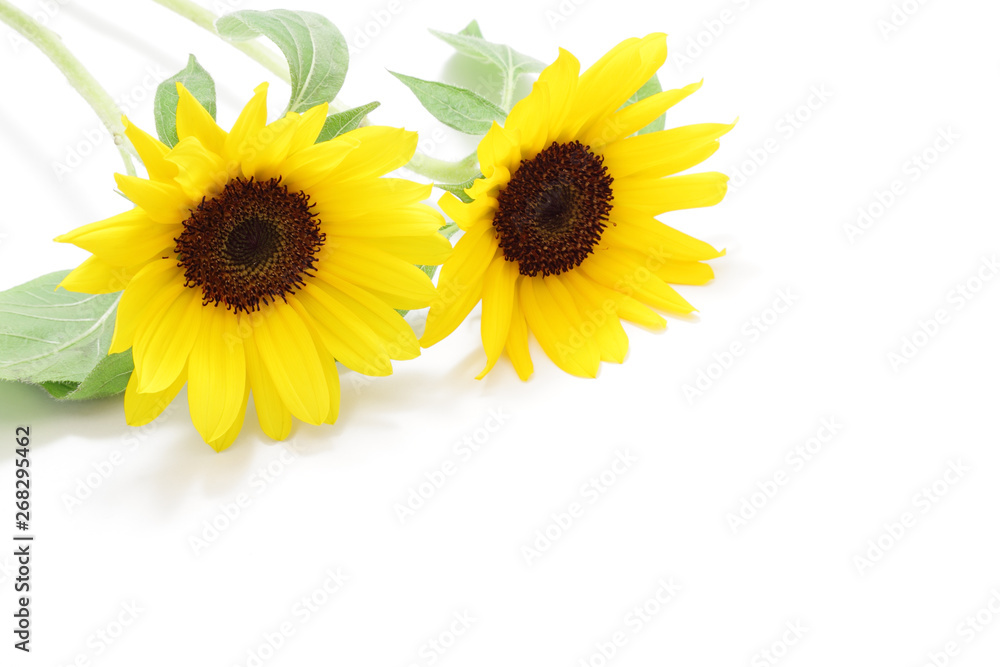 Obraz premium ひまわりの花
