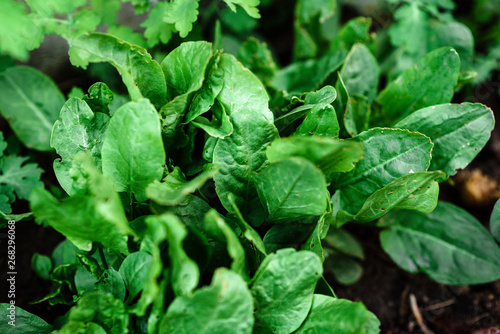 Wallpaper Mural Sorrel growing in spring garden. Torontodigital.ca