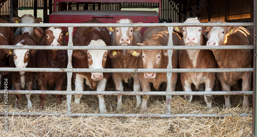 Brown cows in a cowshed arranged symmetrically behind a metal gate stare directly through the gate. Concepts related to dairy industry, agriculture, politics, sales, etc.