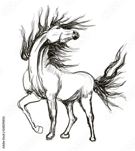 horse hand drawn illustration art design