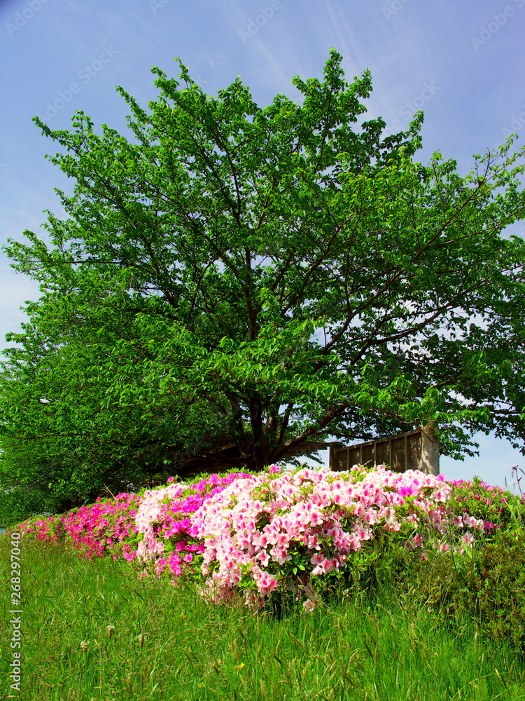 Obraz premium 桜の若葉と躑躅咲く風景