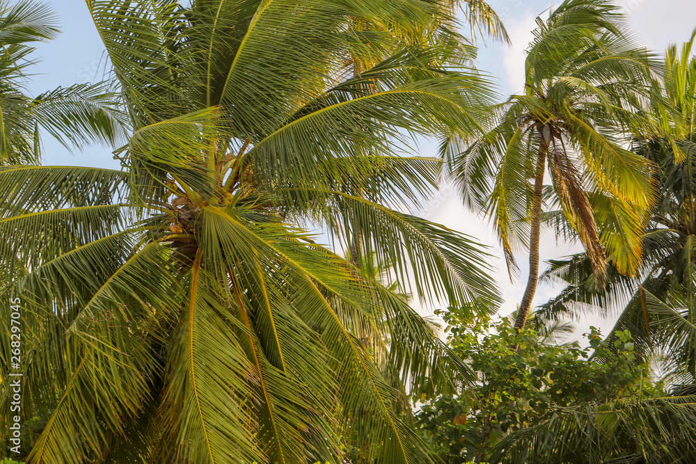 palm trees with leafy leaves in the wind, 
