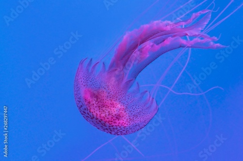 Jellyfish in the blue water - Pelagia noctiluca photo