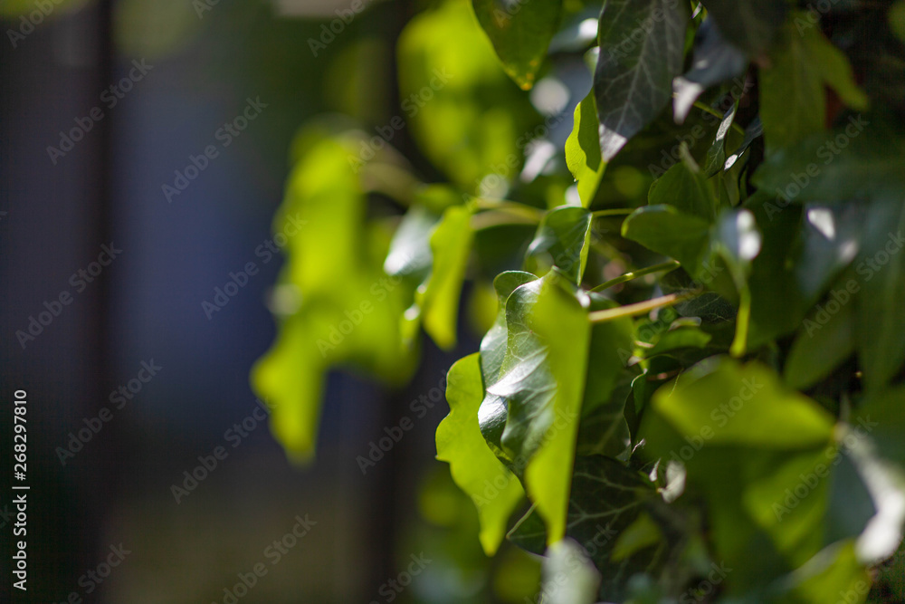 Obraz premium Leaves