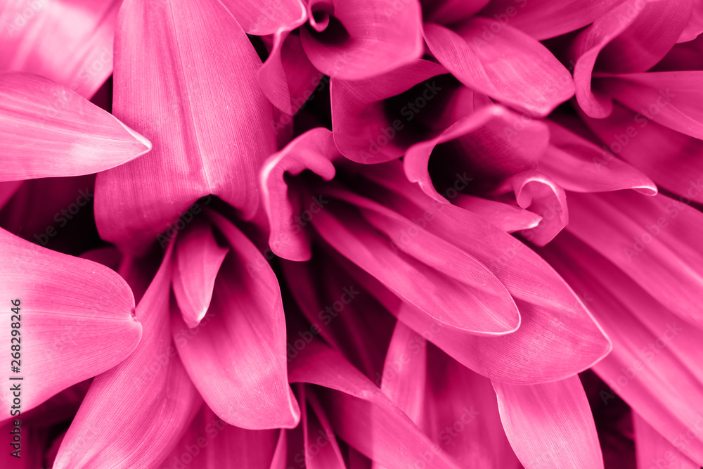 Bright magenta pink leaves top view minimalistic background. Floral backdrop concept. Foliage plant twigs texture. Flower petals close up. Floristry hobby. Web banner, greeting card idea