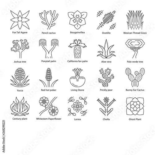 Desert plants linear icons set photo