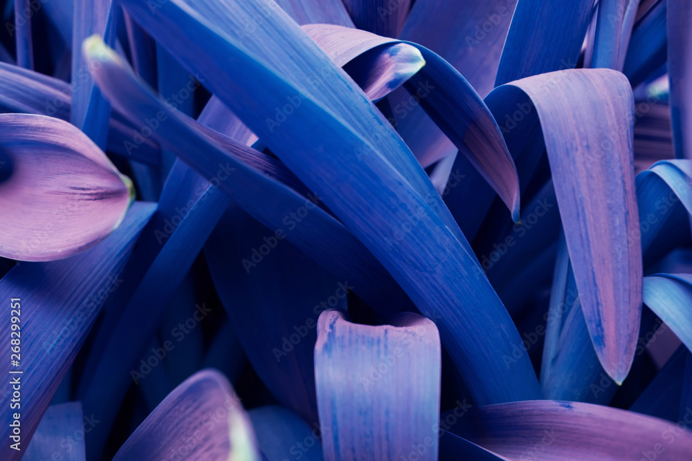 Obraz premium Bright purple leaves minimalistic background. Foliage plant, flower indigo petals texture. Houseplant branches close up backdrop concept. Floristry hobby. Web banner, poster, postcard idea