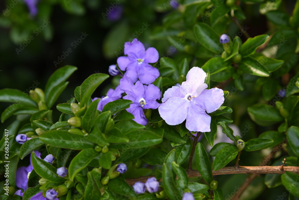Brunfelsia latifola (Yesterday Today and Tomorrow) Brunfelsia latifola (Yesterday Today and Tomorrow)