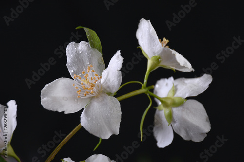 Fototapeta Naklejka Na Ścianę i Meble -  The blossom branch of jasmine flowers