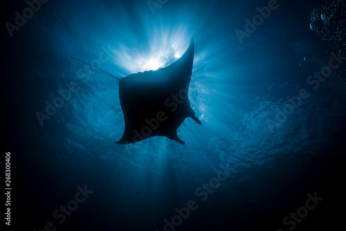 Manta Ray Silhouette