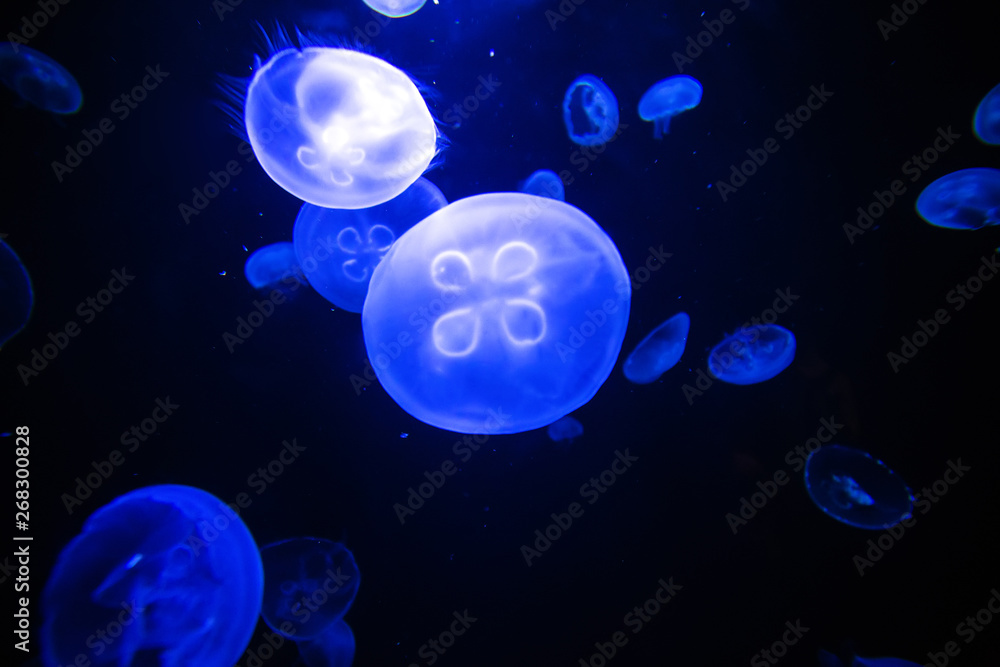 Moon jellyfish translucent colordark background Moon jellyfish translucent colordark background