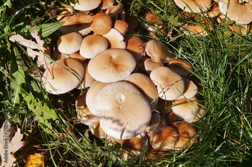 Hypholoma lateritium mushrooms