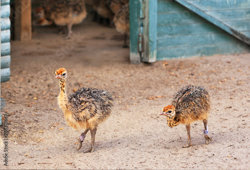 Little fluffy ostrichs strolls around the farm yard.