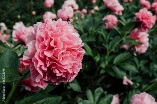 Gorgeous fresh  pink peony flower in full bloom  close up