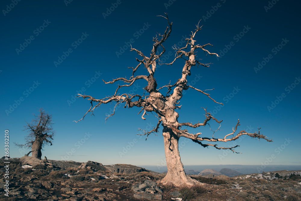 Old Andalusian oak sick in Andalusia, southern Spain Old Andalusian oak sick in Andalusia, southern Spain