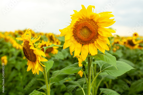 Sunflower field landscape close-up on summer sunny day