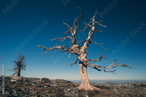 Old Andalusian oak sick in Andalusia, southern Spain