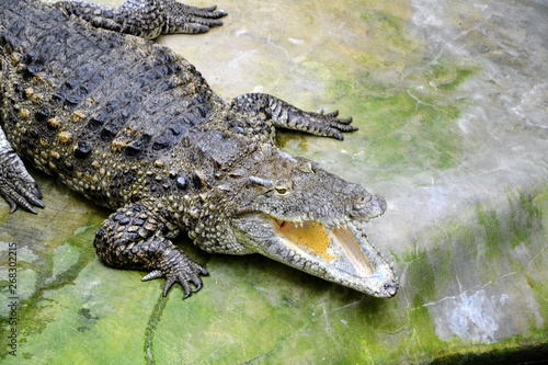Crocodile with open mouth  jaws. The dwarf crocodile  Osteolaemus tetraspis   also known commonly as the African dwarf crocodile  broad-snouted or bony crocodile