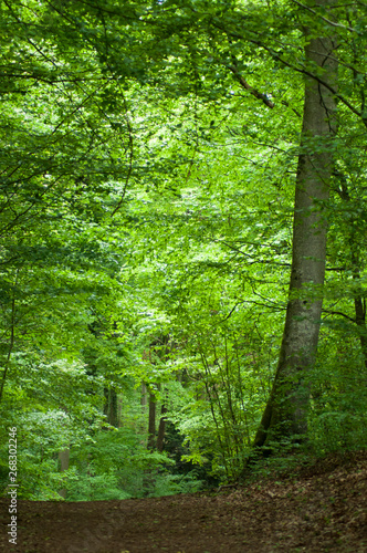 retail of big trees in the forest at spring