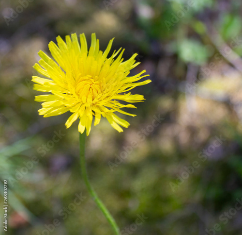 Beautiful yellow flower on blurred background