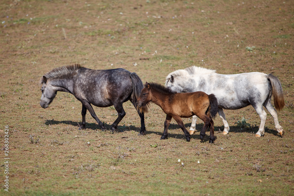 pony with foal in the pasture