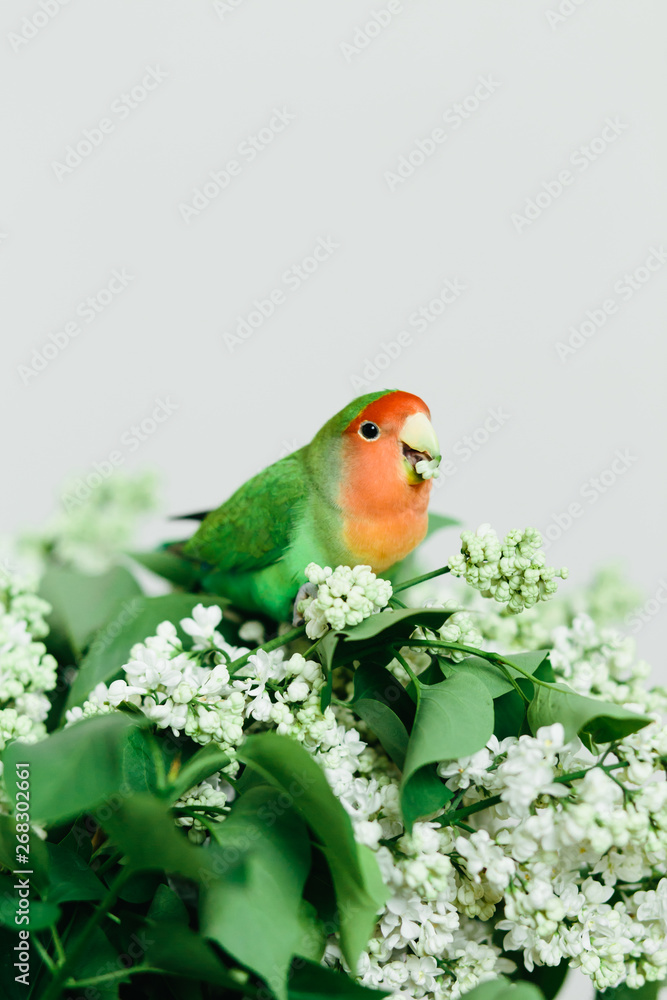 Cute parrot lovebirds sitting on a bouquet of lilac Cute parrot lovebirds sitting on a bouquet of lilac