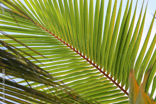 Fototapeta Naklejka Na Ścianę i Meble -  coconut palm leaf