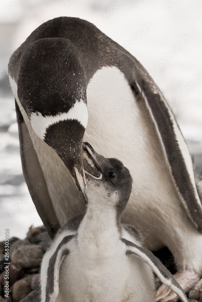 Naklejka premium Penguins Feeding Time
