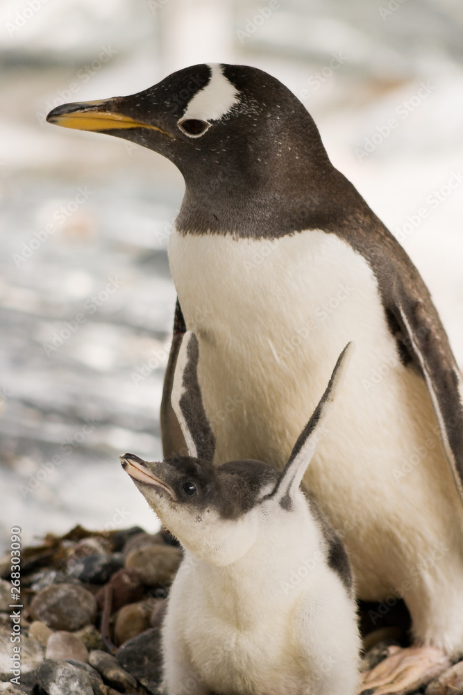 Fototapeta premium Penguins Mother and Infant