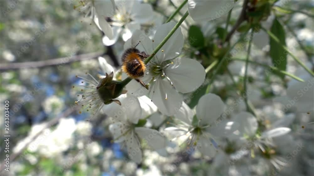Bees collecting nectar of pollen on blooming tree flower. Springtime concept Bees collecting nectar of pollen on blooming tree flower. Springtime concept