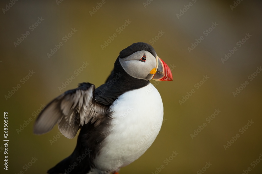 Fratercula arctica. Norway's wildlife. Beautiful picture. From the life of birds. Free nature. Runde island in Norway.Sandinavian wildlife. North of Europe. Picture.