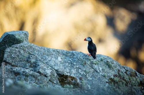 Fratercula arctica. Norway's wildlife. Beautiful picture. From the life of birds. Free nature. Runde island in Norway.Sandinavian wildlife. North of Europe. Picture.