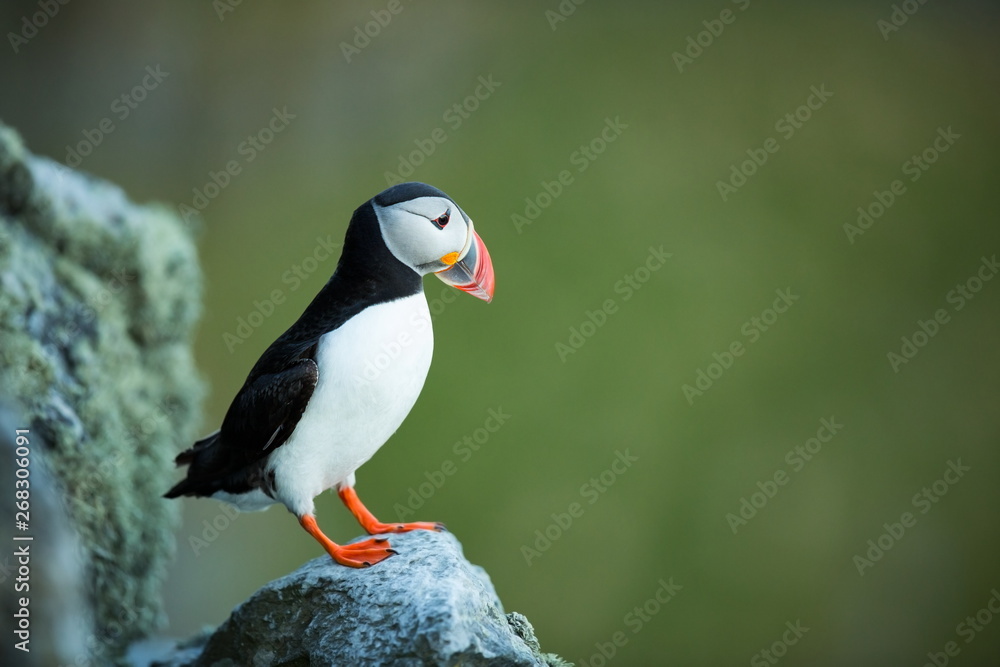 Fototapeta premium Fratercula arctica. Norway's wildlife. Beautiful picture. From the life of birds. Free nature. Runde island in Norway.Sandinavian wildlife. North of Europe. Picture.