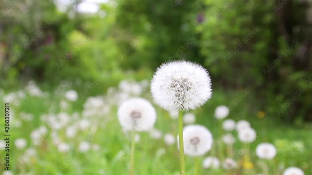 Dandelion flower in meadow. Bloomed dandelion in nature grows from green grass. Old dandelion closeup. Dandelion flower in meadow. Bloomed dandelion in nature grows from green grass. Old dandelion closeup.
