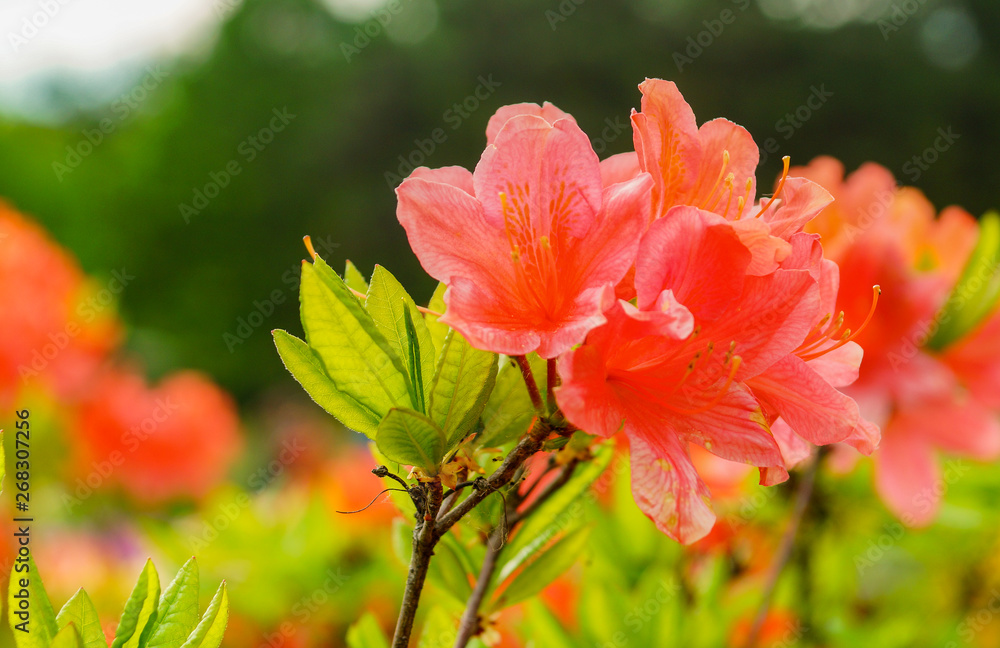 Rhododendron simsii Indian Azalea, Simss Azalea, the attractively wild rose.