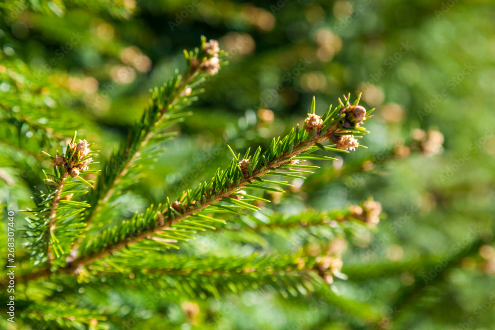 Fresh spring sprouts on a fir branch in Zelenogorsk Park. Fresh spring sprouts on a fir branch in Zelenogorsk Park.