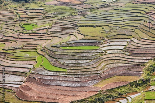 Rice terraced field