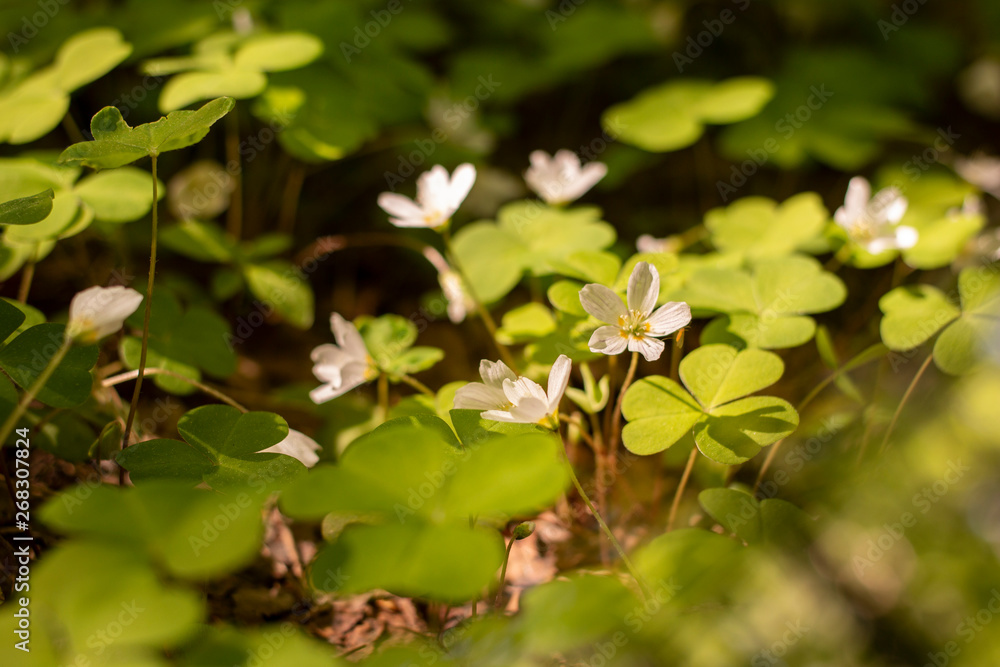 Photography background with small white flowers Oxalis oregana on the background of green leaves Photography background with small white flowers Oxalis oregana on the background of green leaves