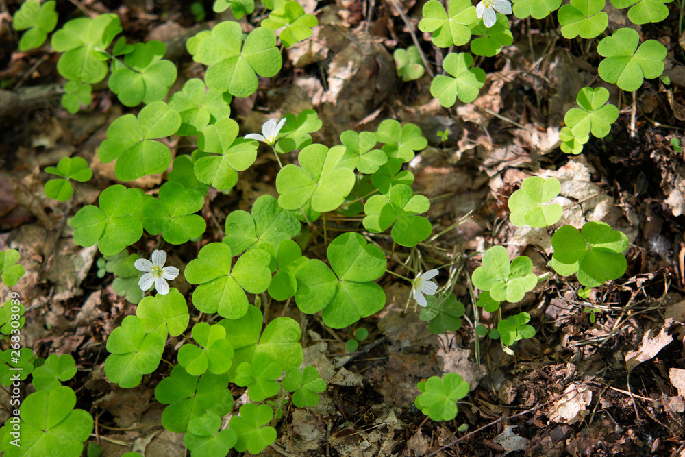 Photography background with small white flowers Oxalis oregana on the background of green leaves Photography background with small white flowers Oxalis oregana on the background of green leaves