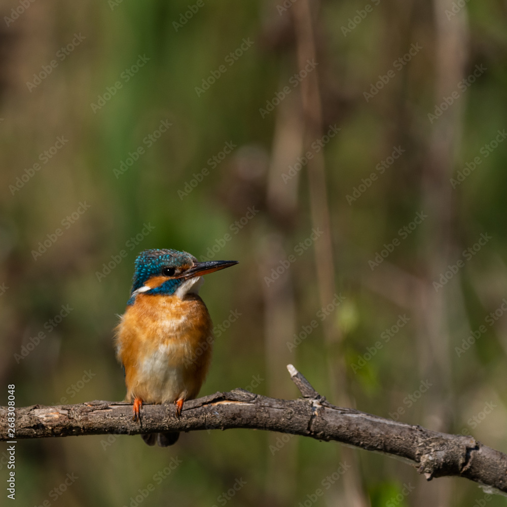 Kingfisher on a branch with green background Kingfisher on a branch with green background