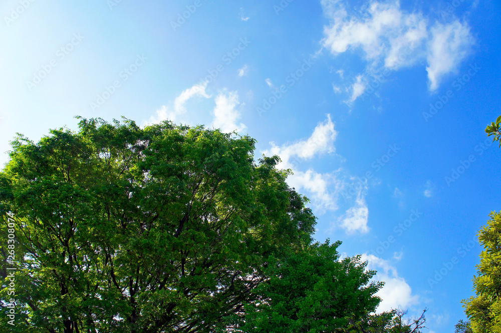 晴れた空、樹木