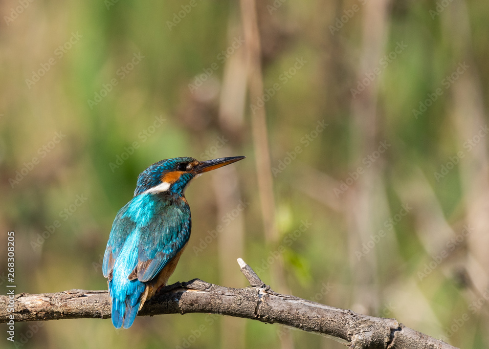 Kingfisher on a branch with green background