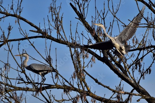 Zwei Graureiher beim Abflug aus einer Baumkrone photo