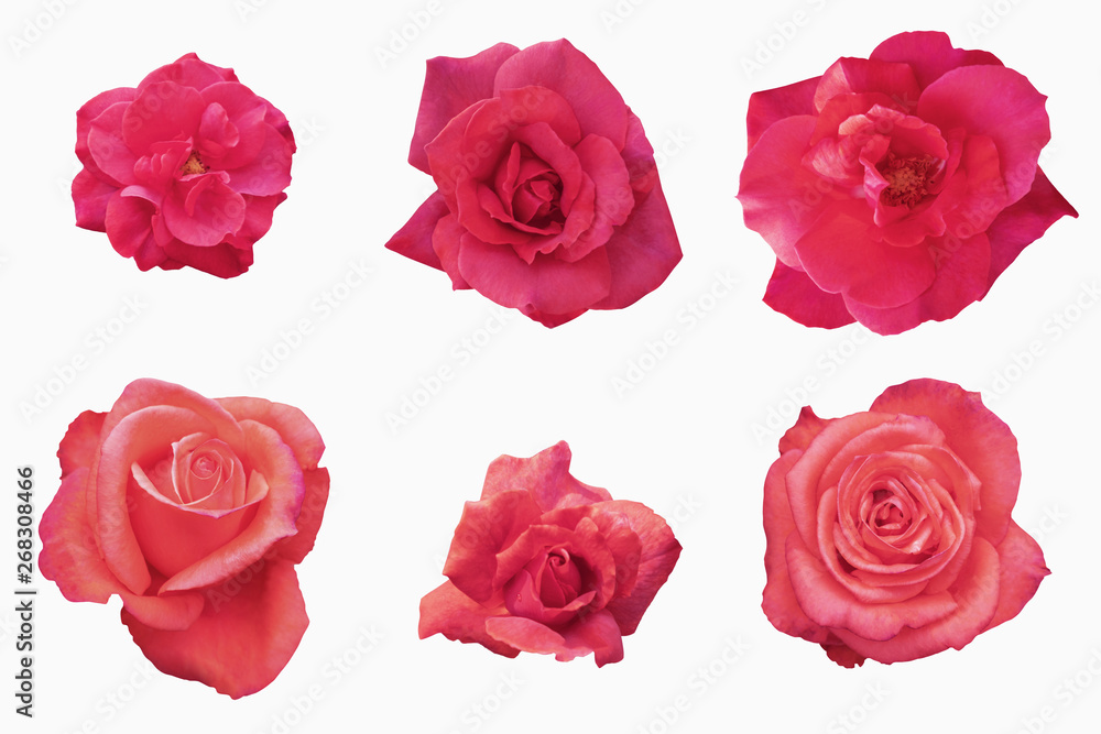 Blurred for Background.Red rose isolated on the white background. Photo with clipping path. Blurred for Background.Red rose isolated on the white background. Photo with clipping path.