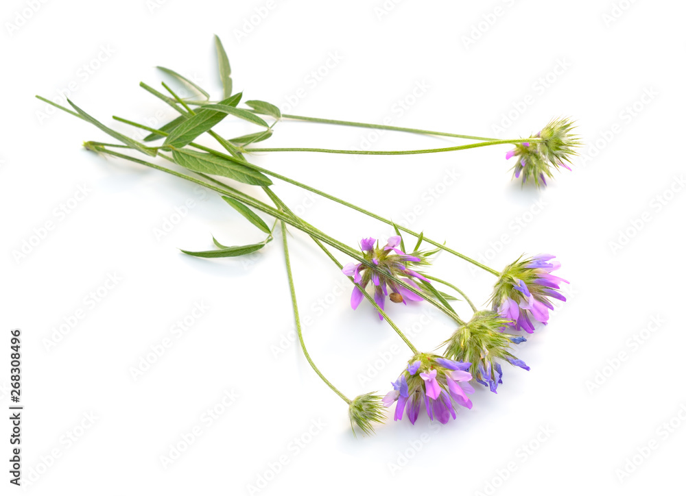 Fototapeta premium Bituminaria bituminosa, the Arabian pea or pitch trefoil