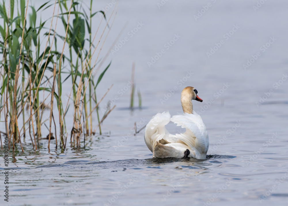 Fototapeta premium swan escaping 